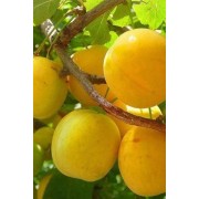 Слива Афаска (пізня, жовта)